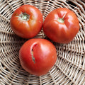 Tomatoes, Red Slicer