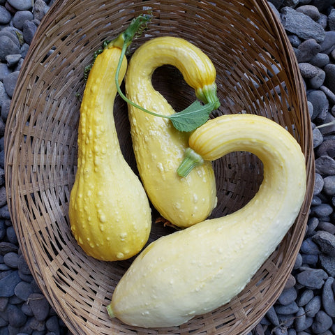 Summer Squash, Yellow Crookneck