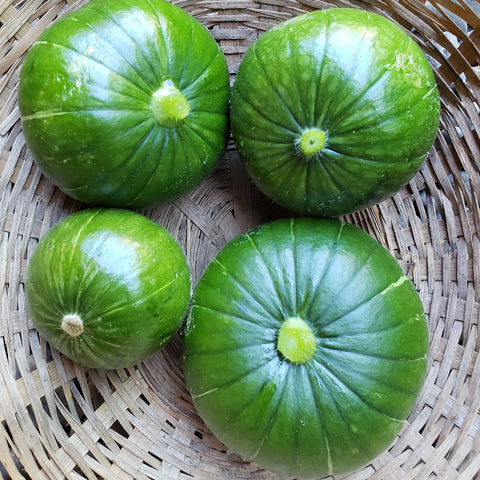 Summer Squash, Zapallo